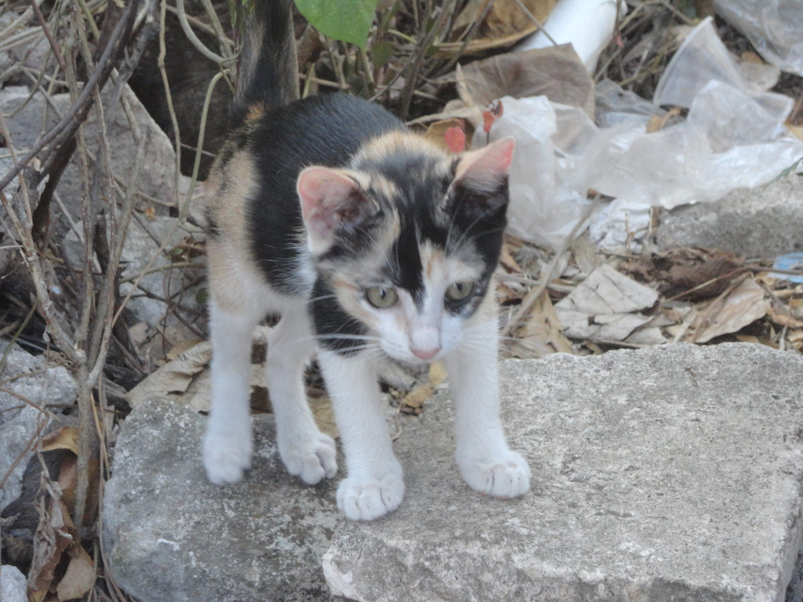 cat cancun